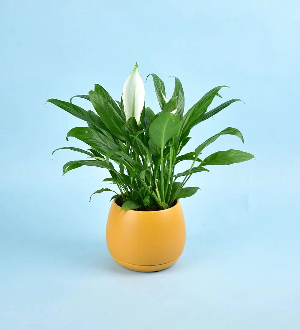 Addie Planter - Image 5