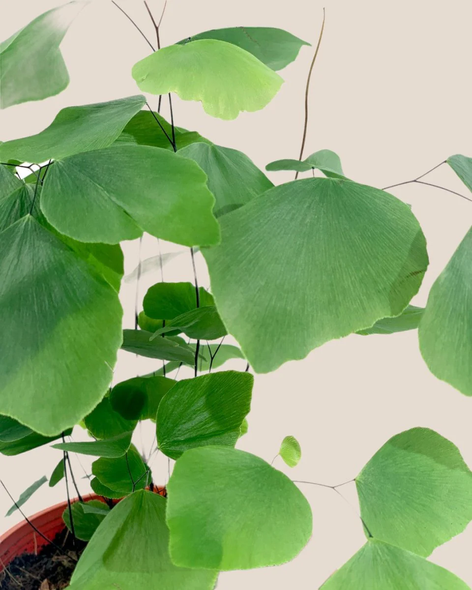 Adiantum Peruvianum - Image 5