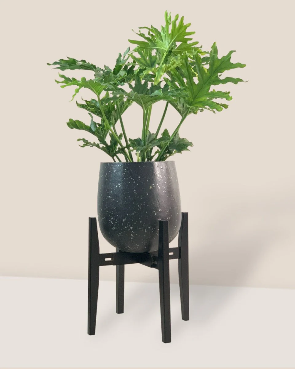 Adjustable Wood Stand - Image 4