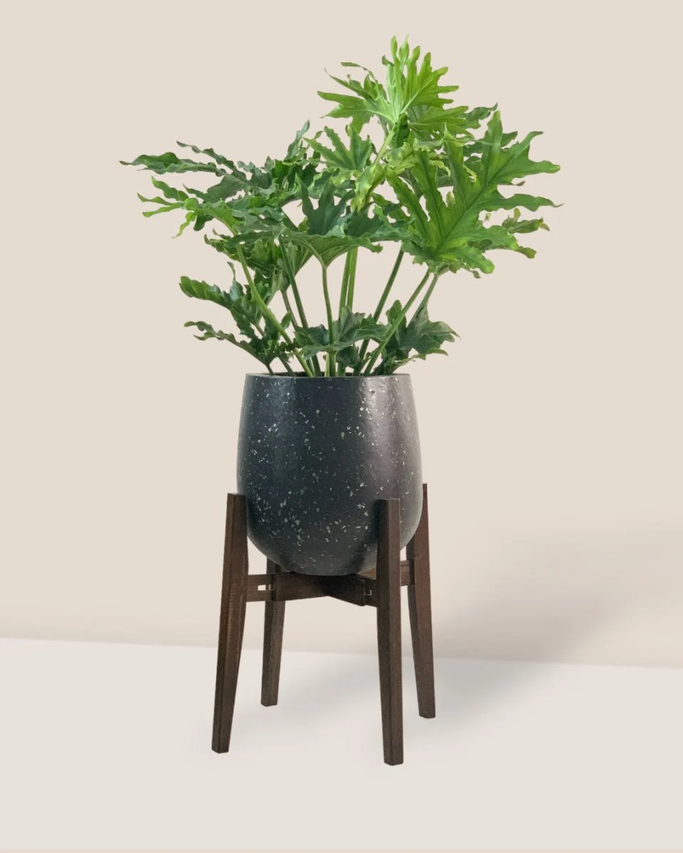 Adjustable Wood Stand - Image 7