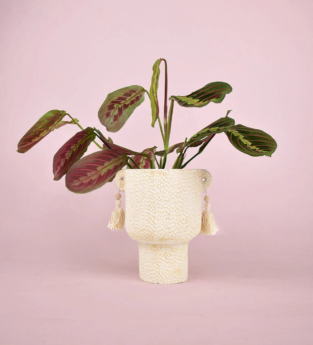 Adorned Planter - Image 2
