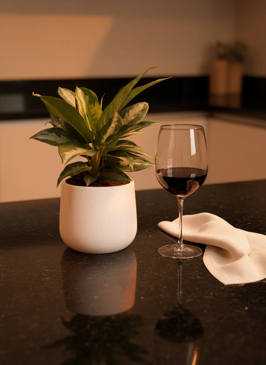 Aglaonema Pattaya Diamond Baby - Image 3