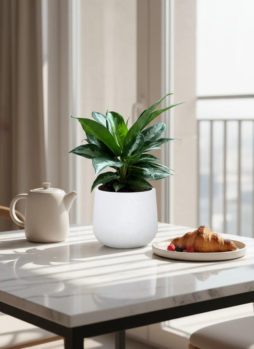 Aglaonema Pattaya Diamond Baby - Image 4