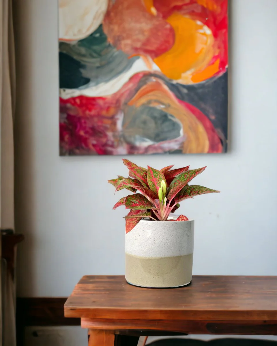 Aglaonema Pink (Pink Stems) - Image 2