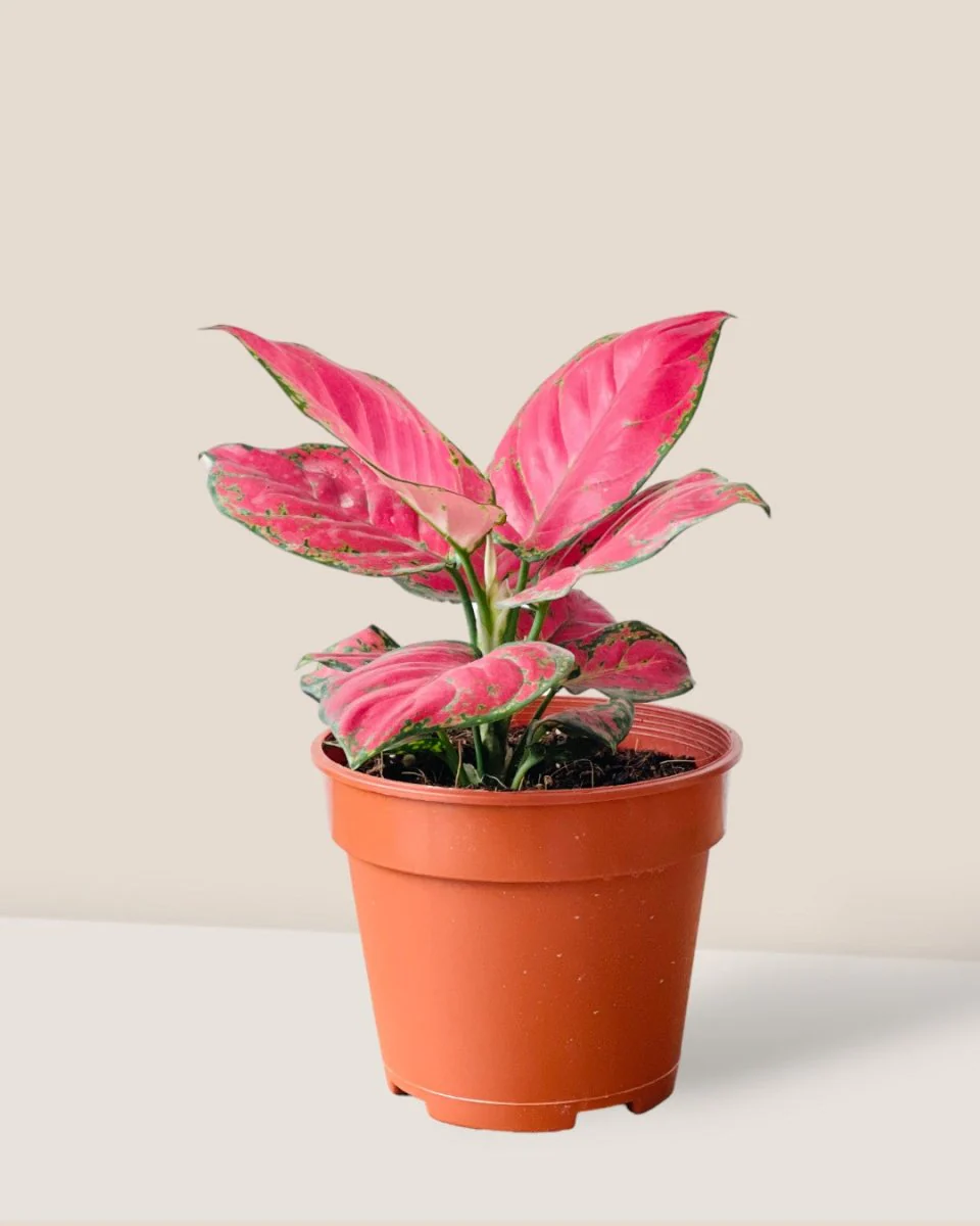 Aglaonema Red (Green Stems) - Image 10