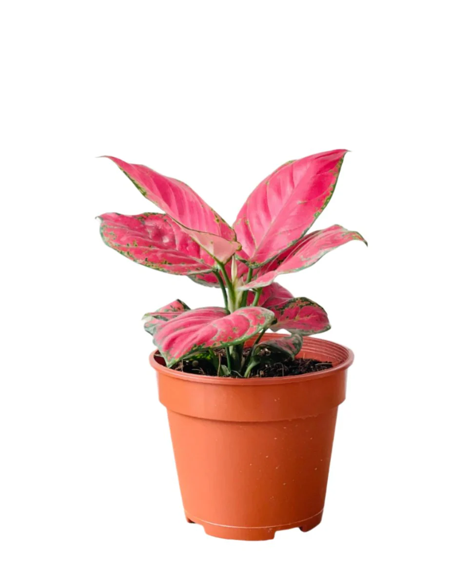 Aglaonema Red (Green Stems) - Image 11