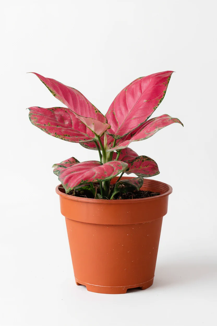 Aglaonema Red (Green Stems) - Image 7