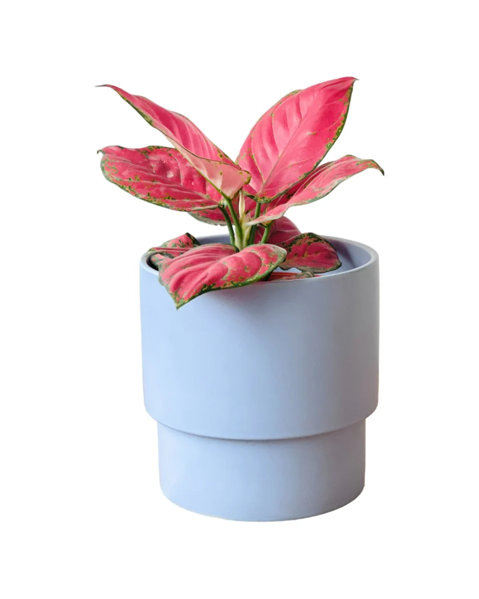 Aglaonema Red (Green Stems) - Image 8