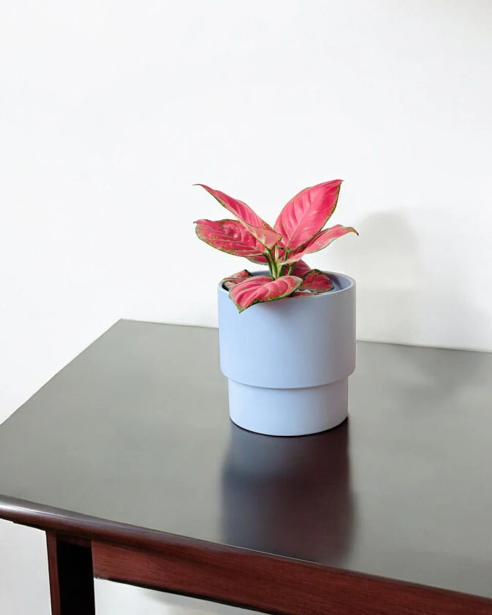 Aglaonema Red (Green Stems) - Image 9
