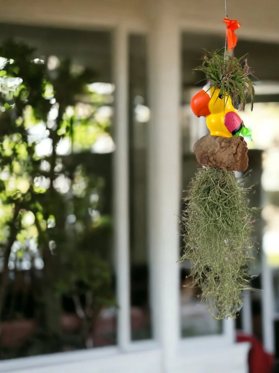 Air Plant - Tillandsia Bird (Hanging) - Image 5