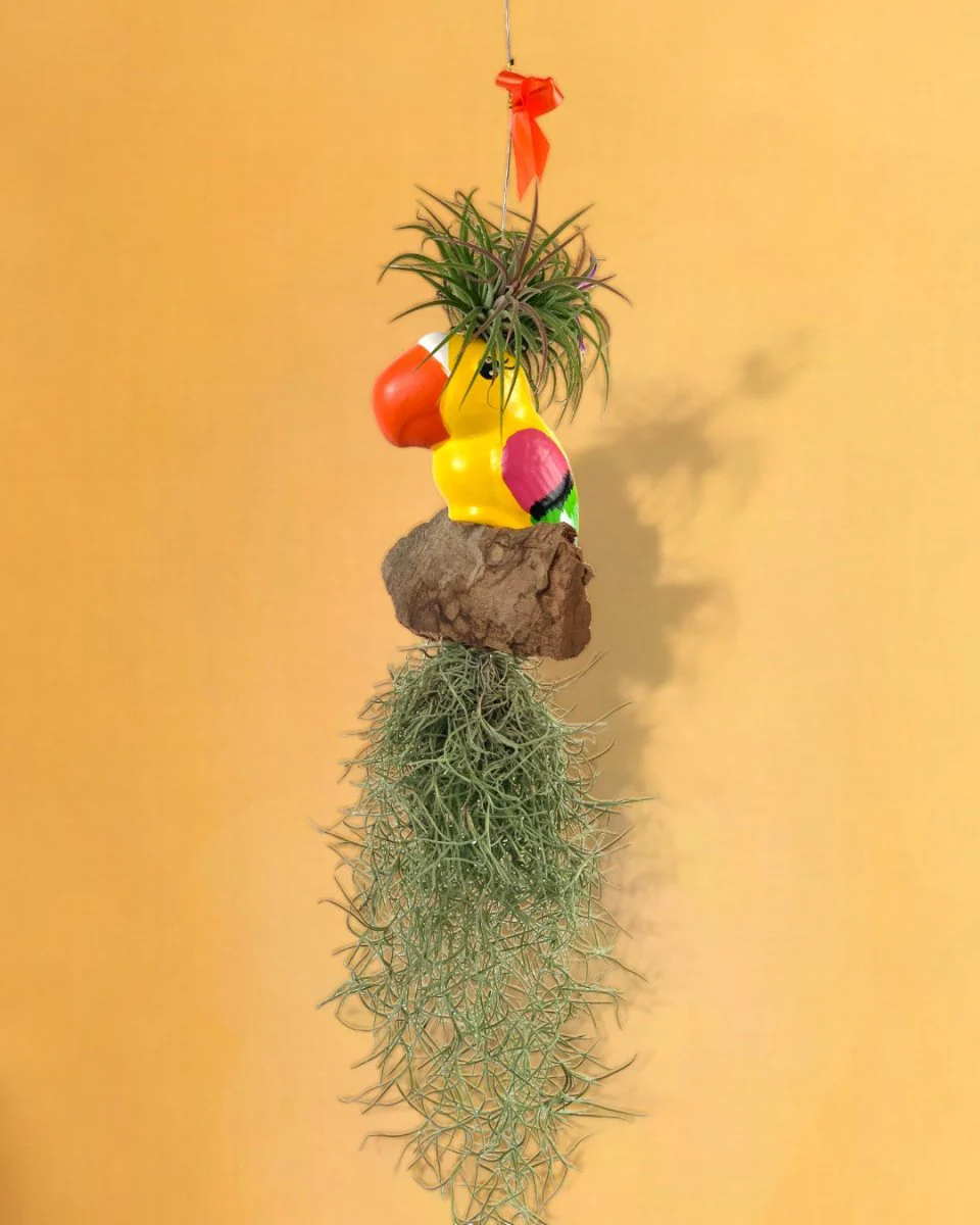 Air Plant - Tillandsia Bird (Hanging) - Image 6