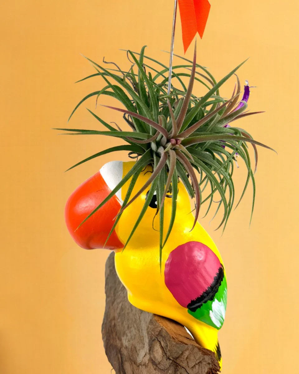 Air Plant - Tillandsia Bird (Hanging) - Image 7