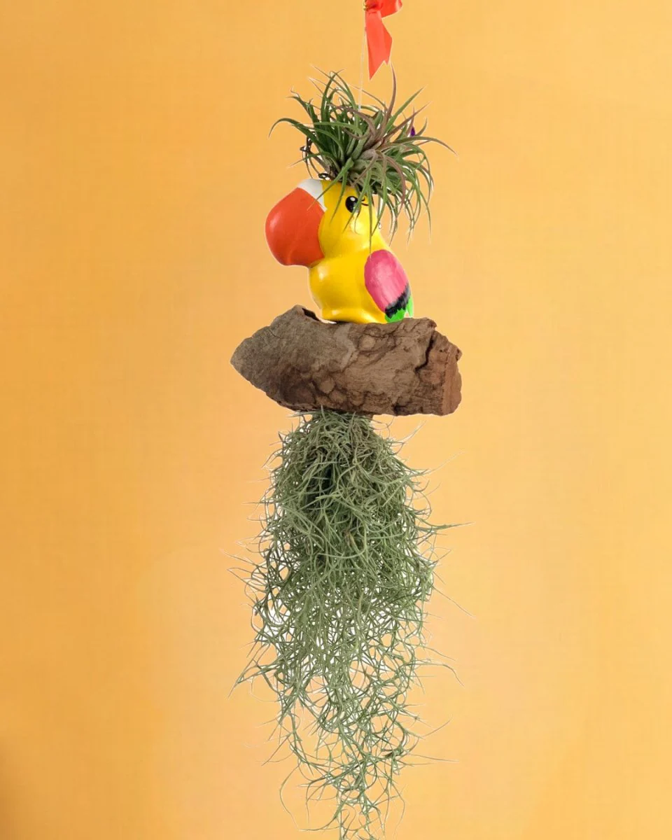 Air Plant - Tillandsia Bird (Hanging) - Image 8