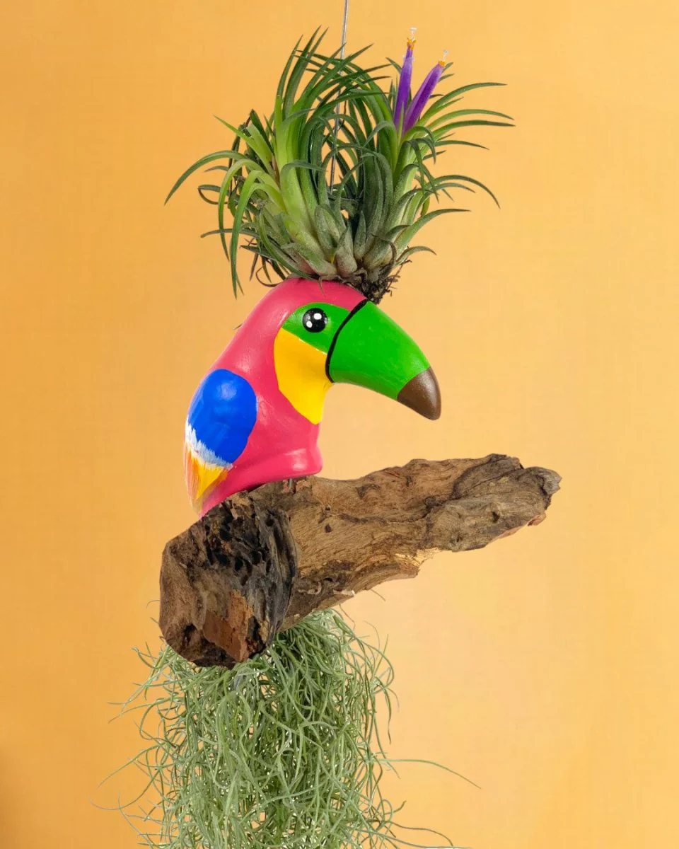 Air Plant - Tillandsia Bird (Hanging) - Image 9