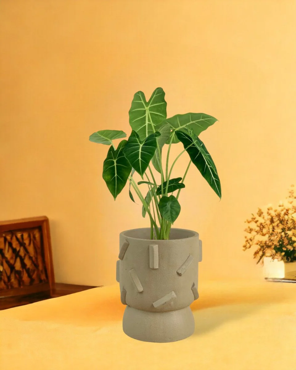 Alocasia Green Velvet (0.3m) - Image 3