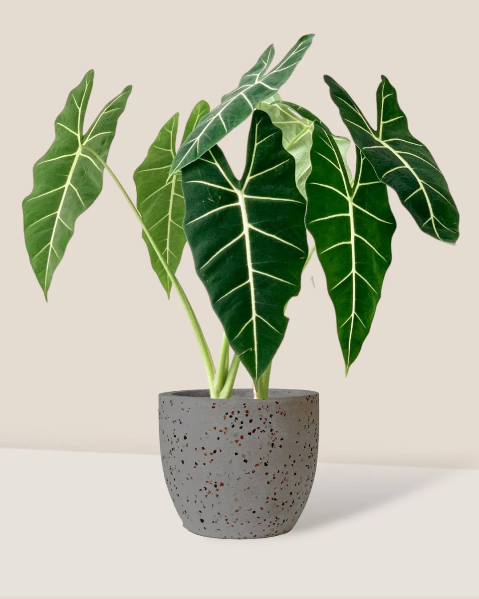 Alocasia Green Velvet (0.7m) - Image 3