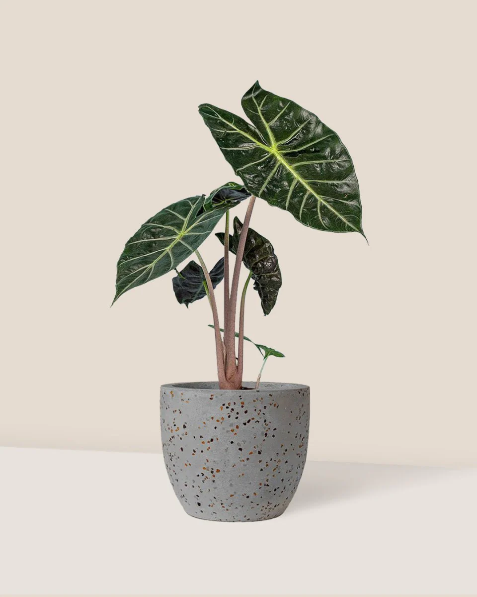 Alocasia Pink Dragon - Image 3
