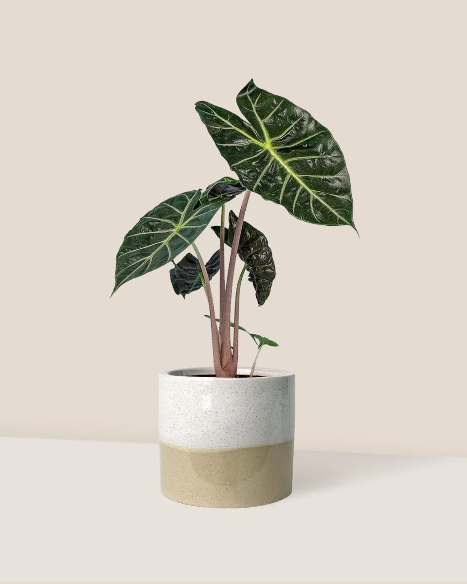 Alocasia Pink Dragon - Image 4