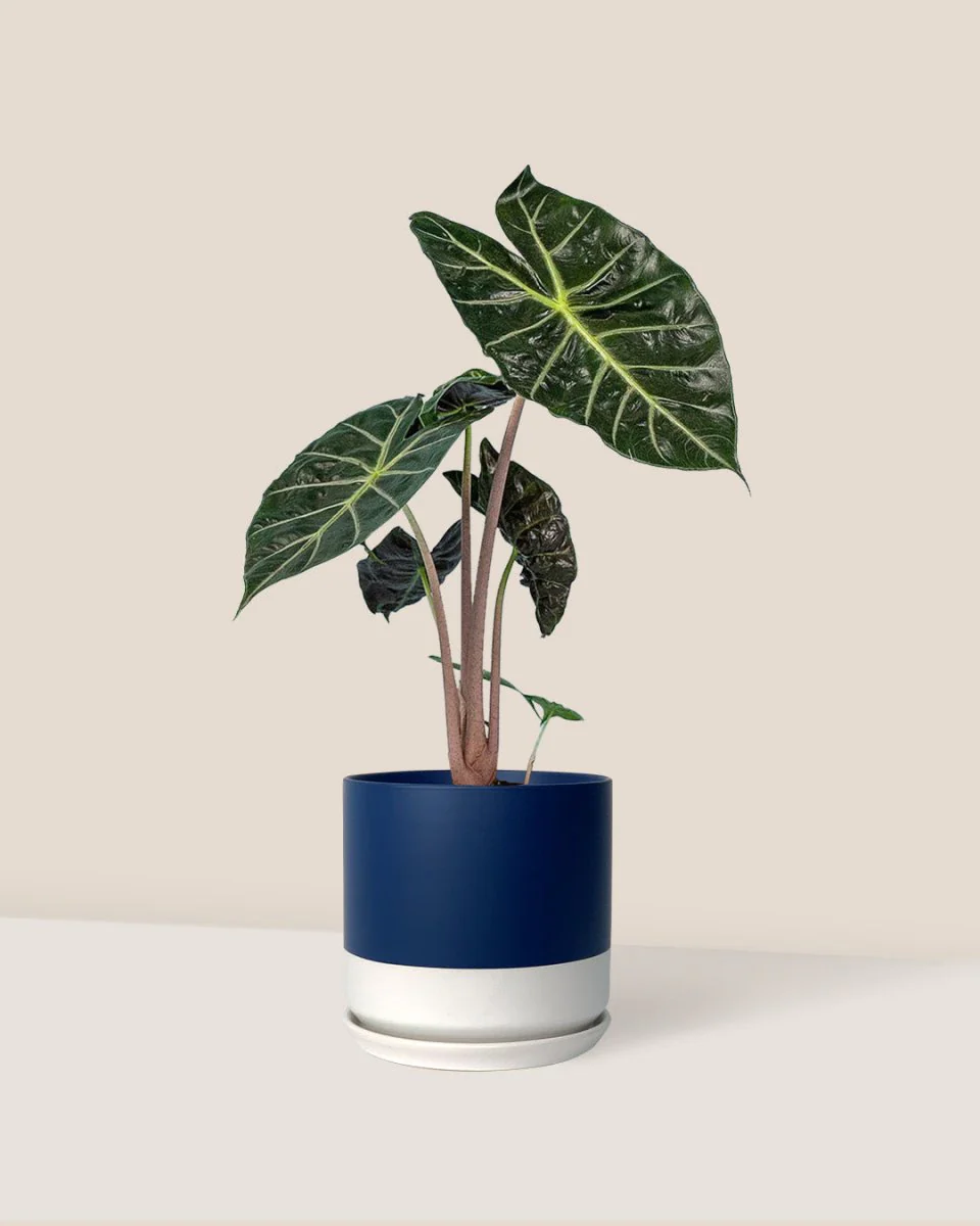 Alocasia Pink Dragon - Image 5