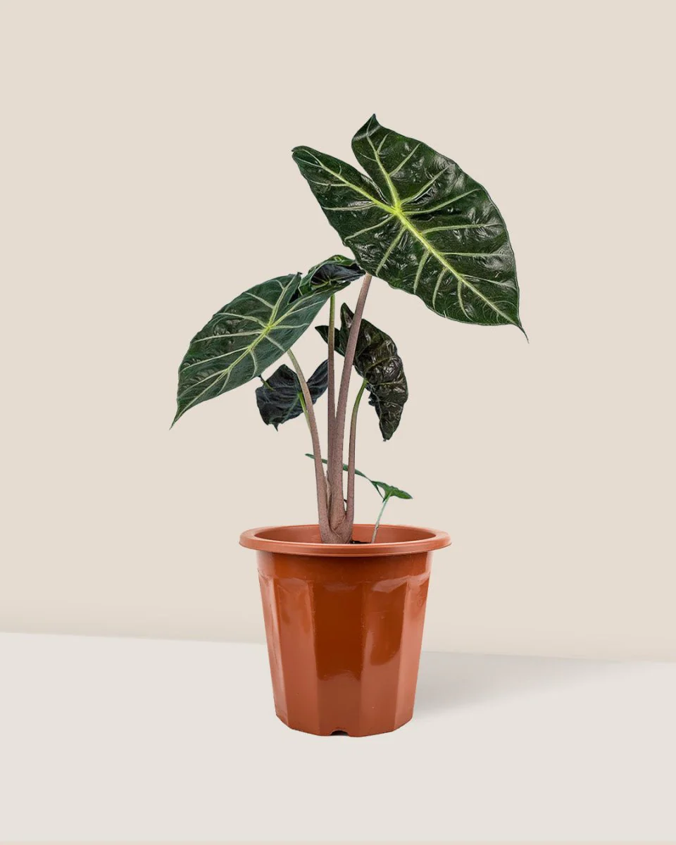 Alocasia Pink Dragon - Image 6