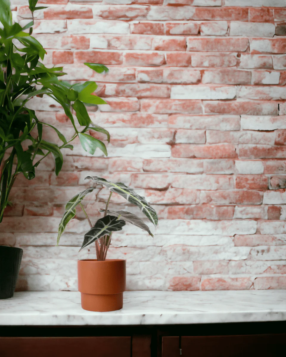 Alocasia Polly Plant - Image 2