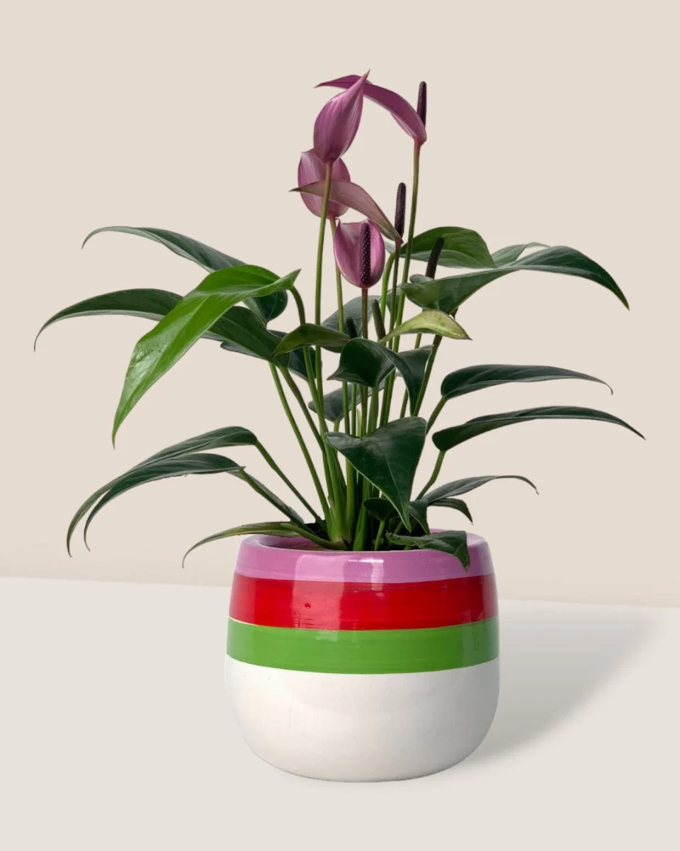Anthurium Andraeanum "Zizou purple" - Image 10