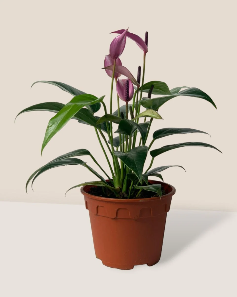 Anthurium Andraeanum "Zizou purple" - Image 11
