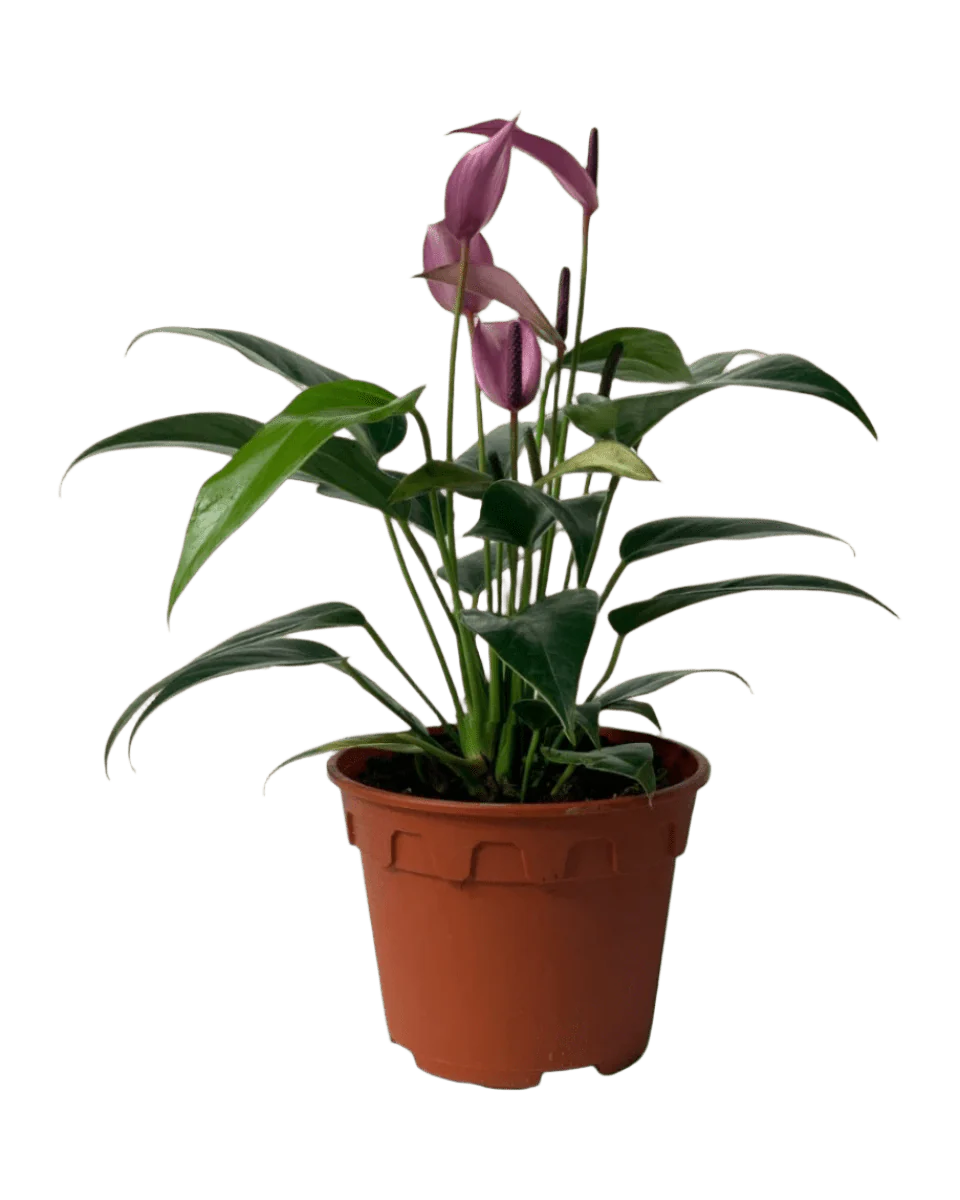 Anthurium Andraeanum "Zizou purple" - Image 12