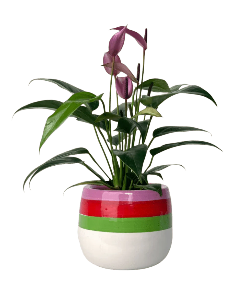 Anthurium Andraeanum "Zizou purple" - Image 13