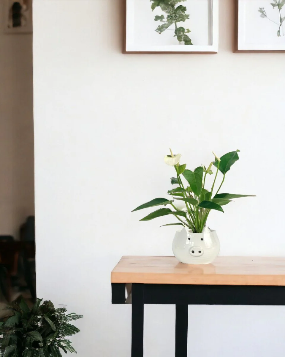 Anthurium Mini White - Image 2