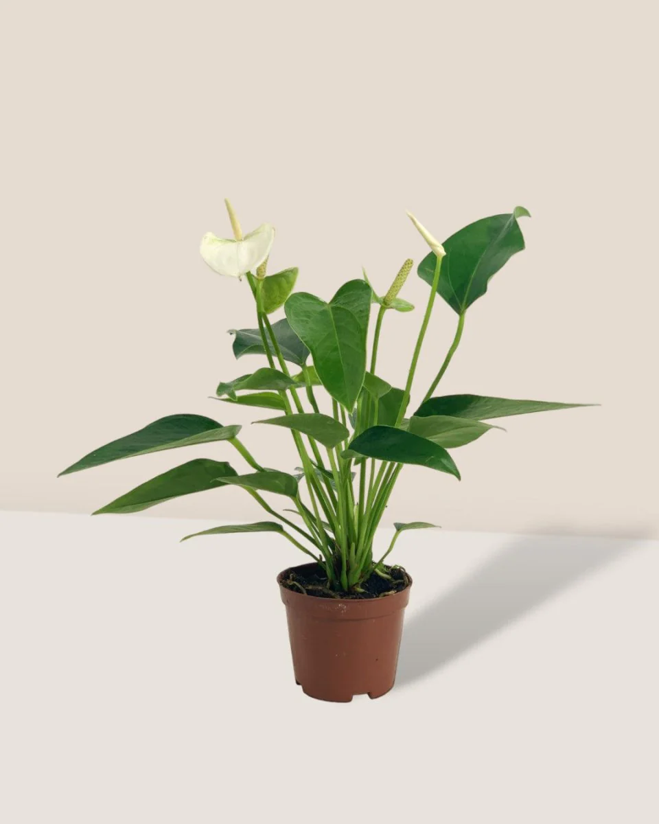 Anthurium Mini White - Image 3