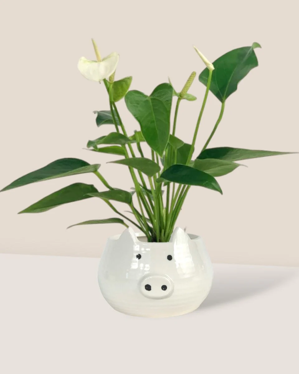 Anthurium Mini White - Image 4