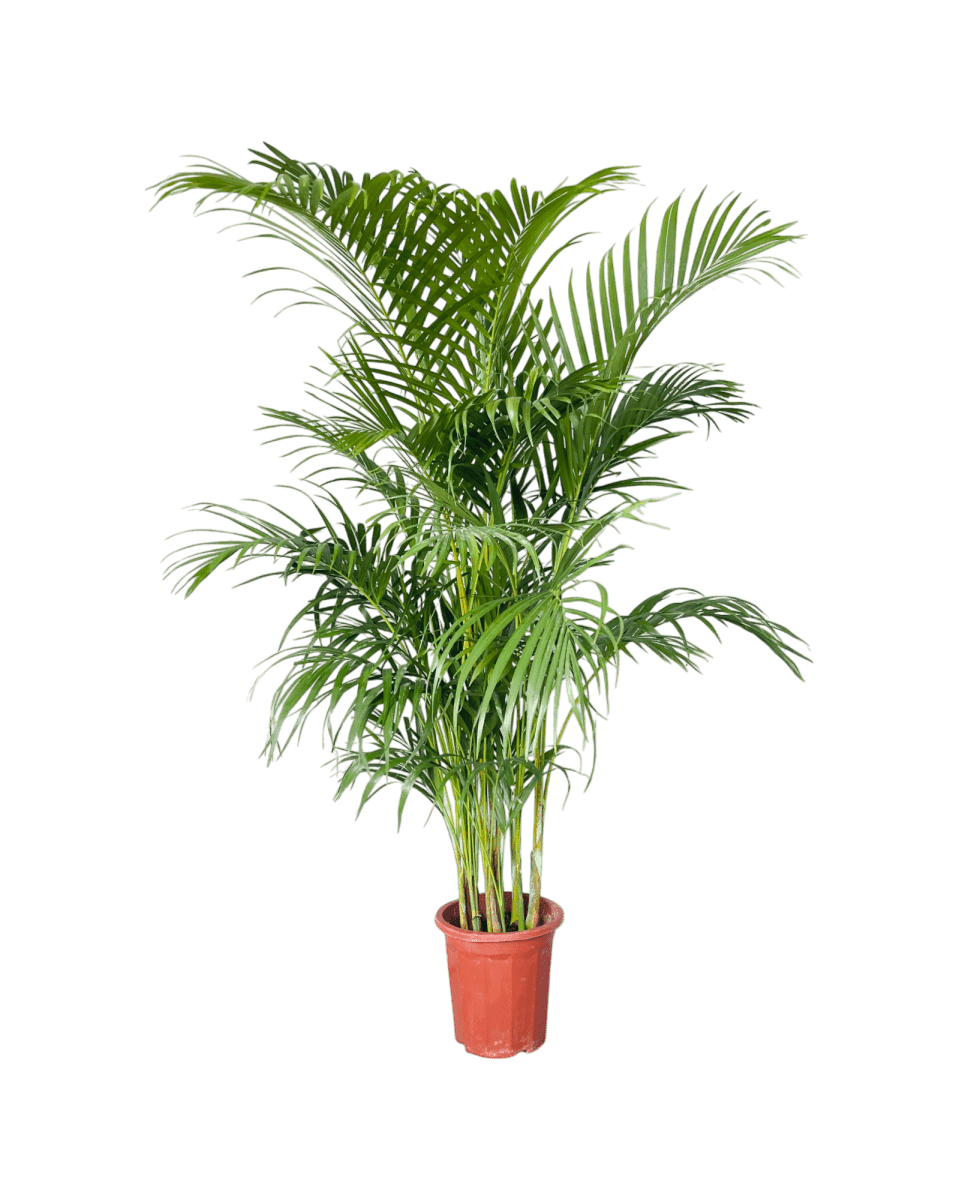 Areca Palm XL/XXL - Image 10