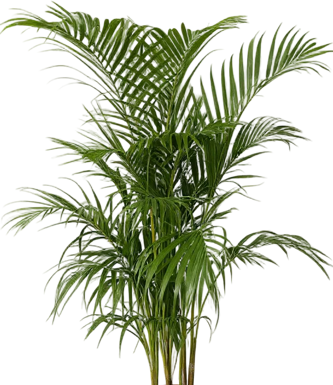 Areca Palm XL/XXL - Image 11