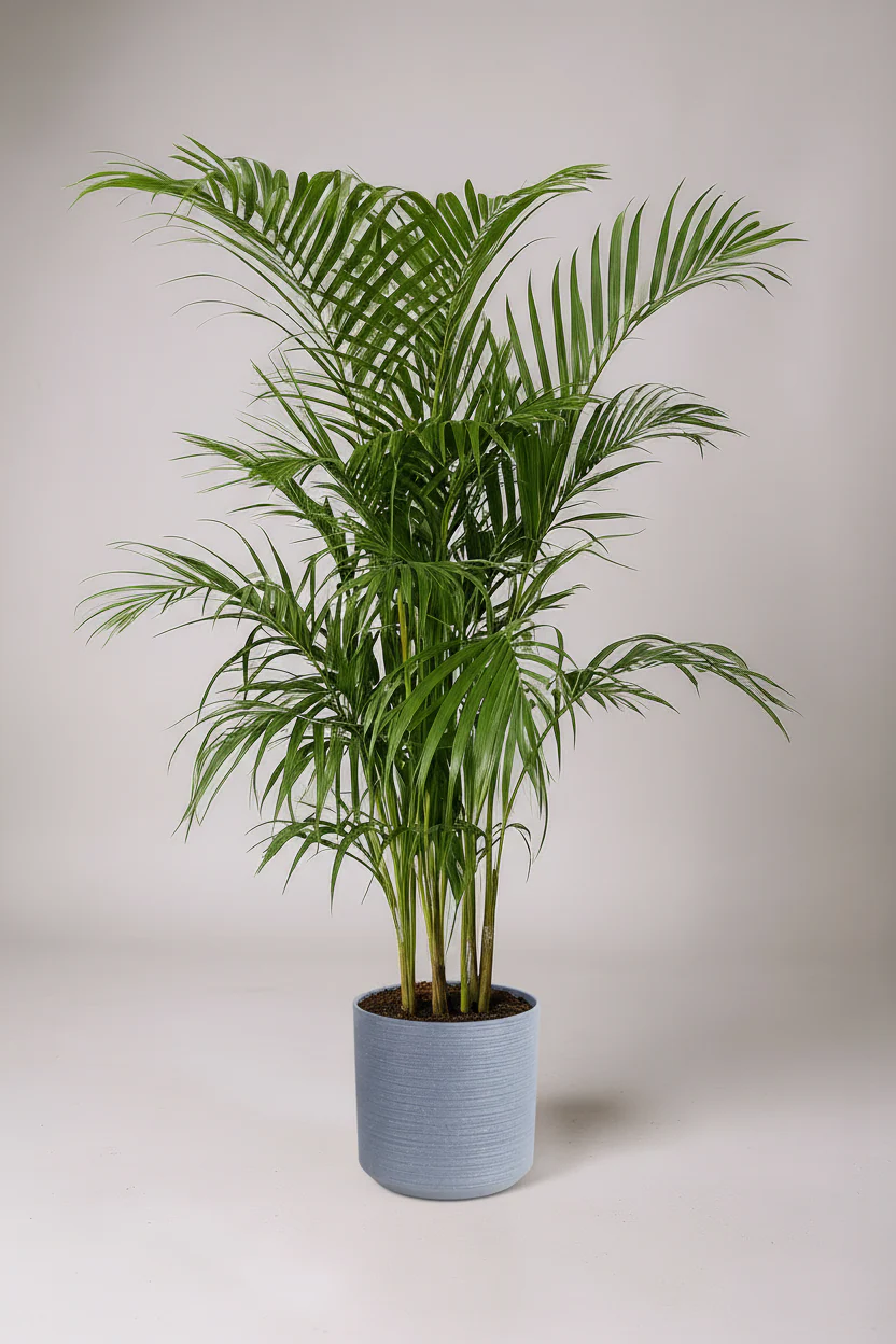 Areca Palm XL/XXL - Image 7