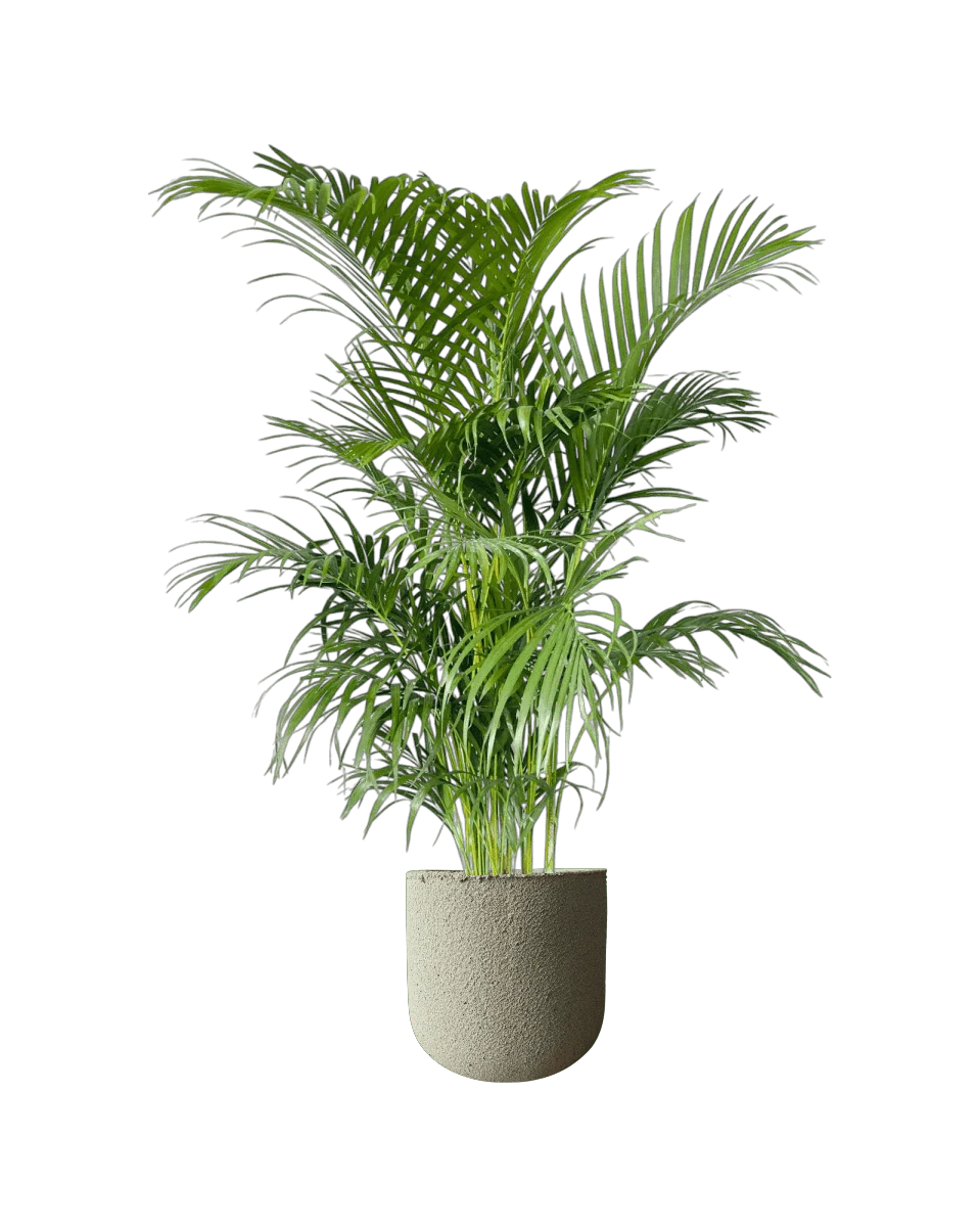 Areca Palm XL/XXL - Image 8
