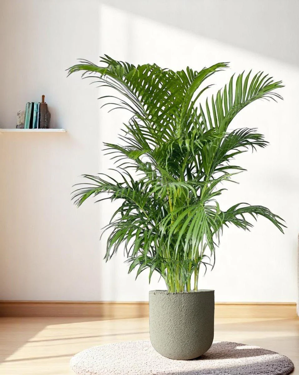 Areca Palm XL/XXL - Image 9