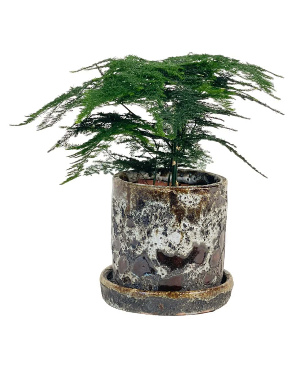 Asparagus Fern Baby (Lace Fern) - Image 10