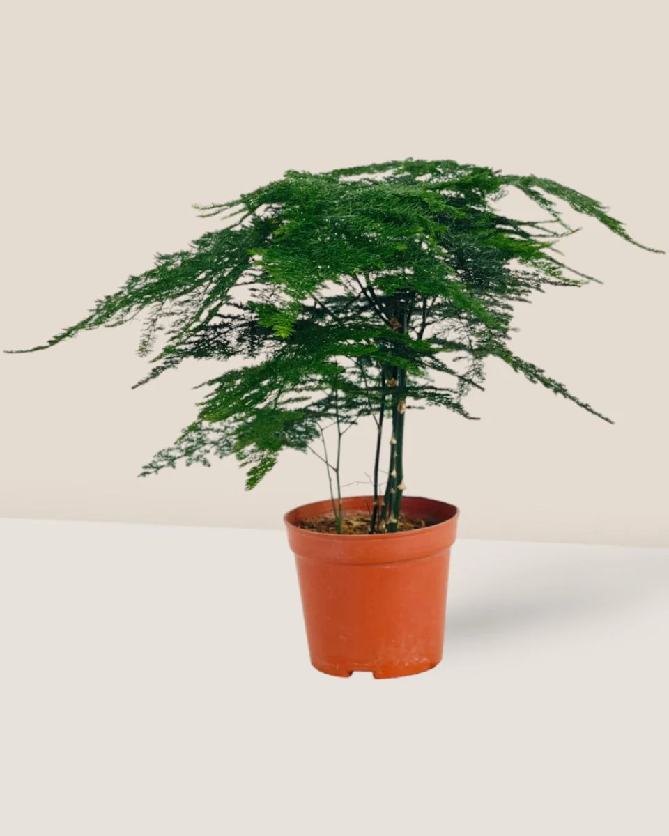 Asparagus Fern Baby (Lace Fern) - Image 11