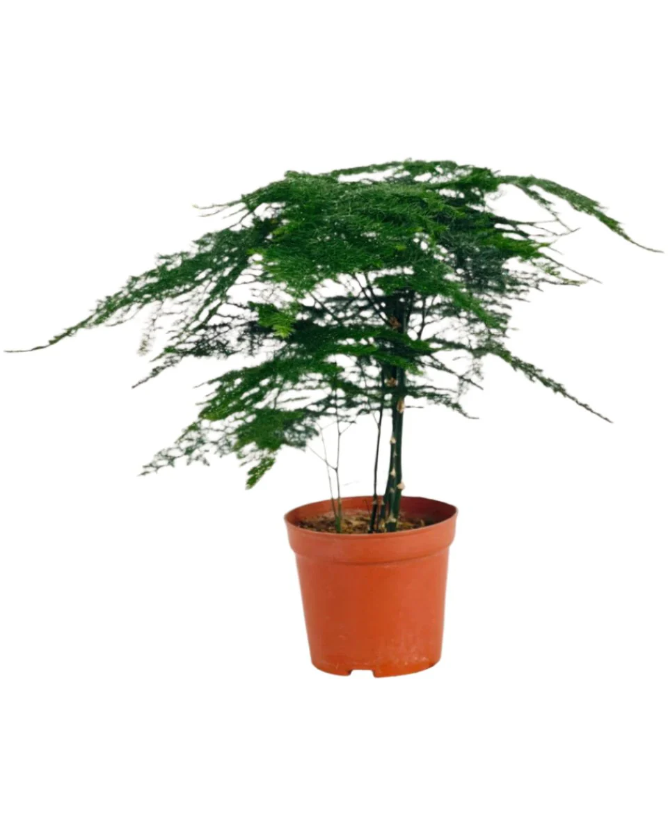 Asparagus Fern Baby (Lace Fern) - Image 12