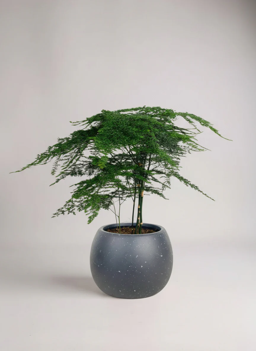 Asparagus Fern Baby (Lace Fern) - Image 6
