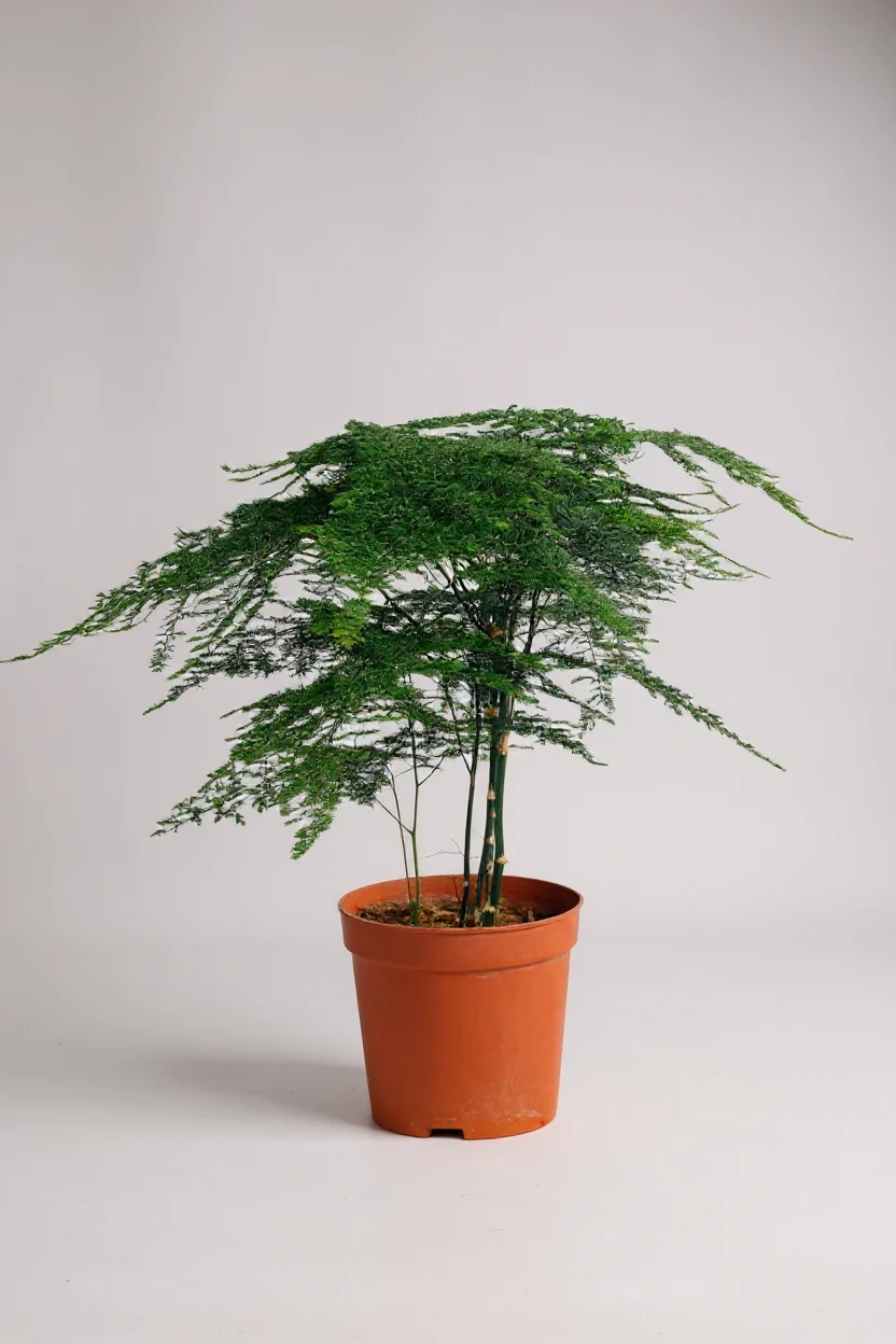 Asparagus Fern Baby (Lace Fern) - Image 7
