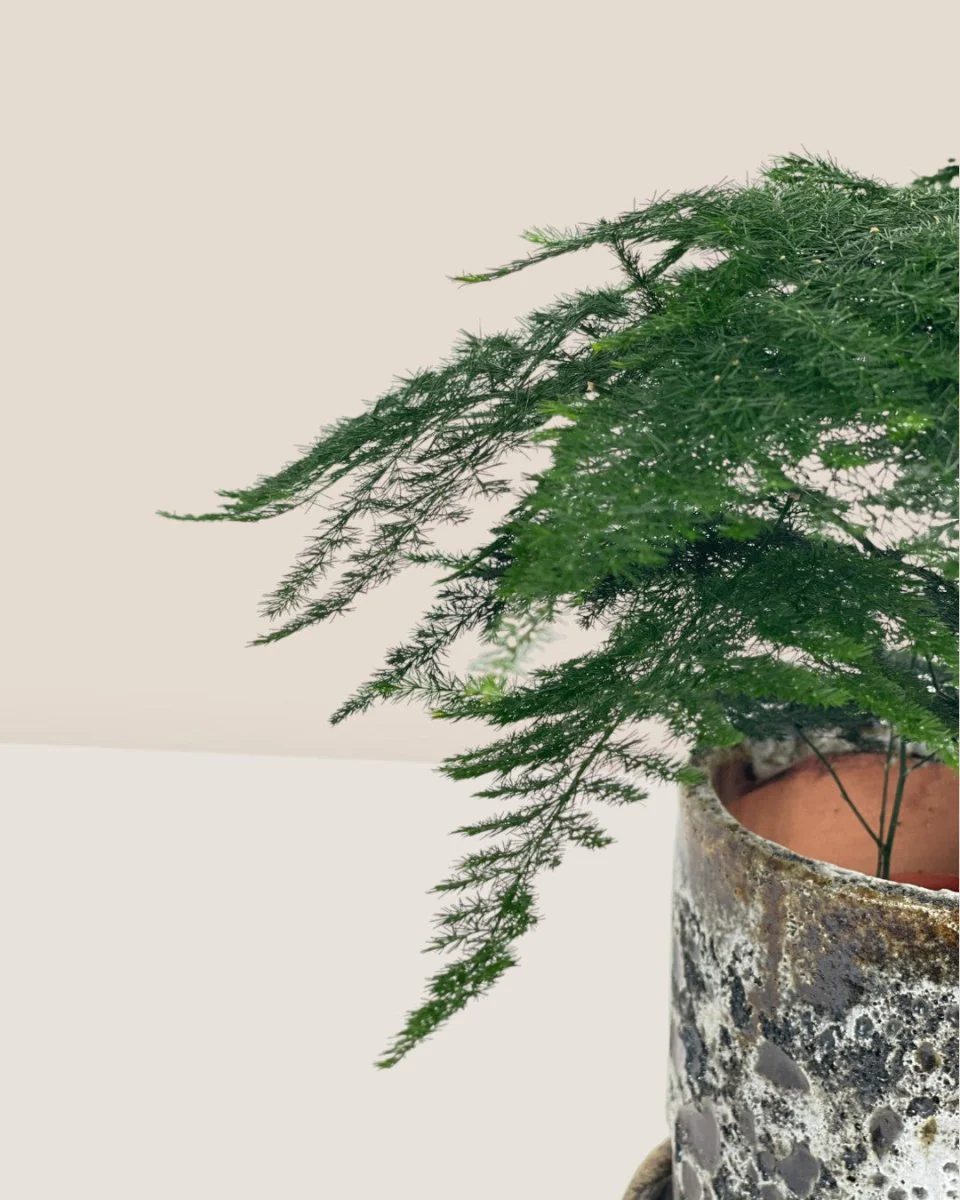 Asparagus Fern Baby (Lace Fern) - Image 8