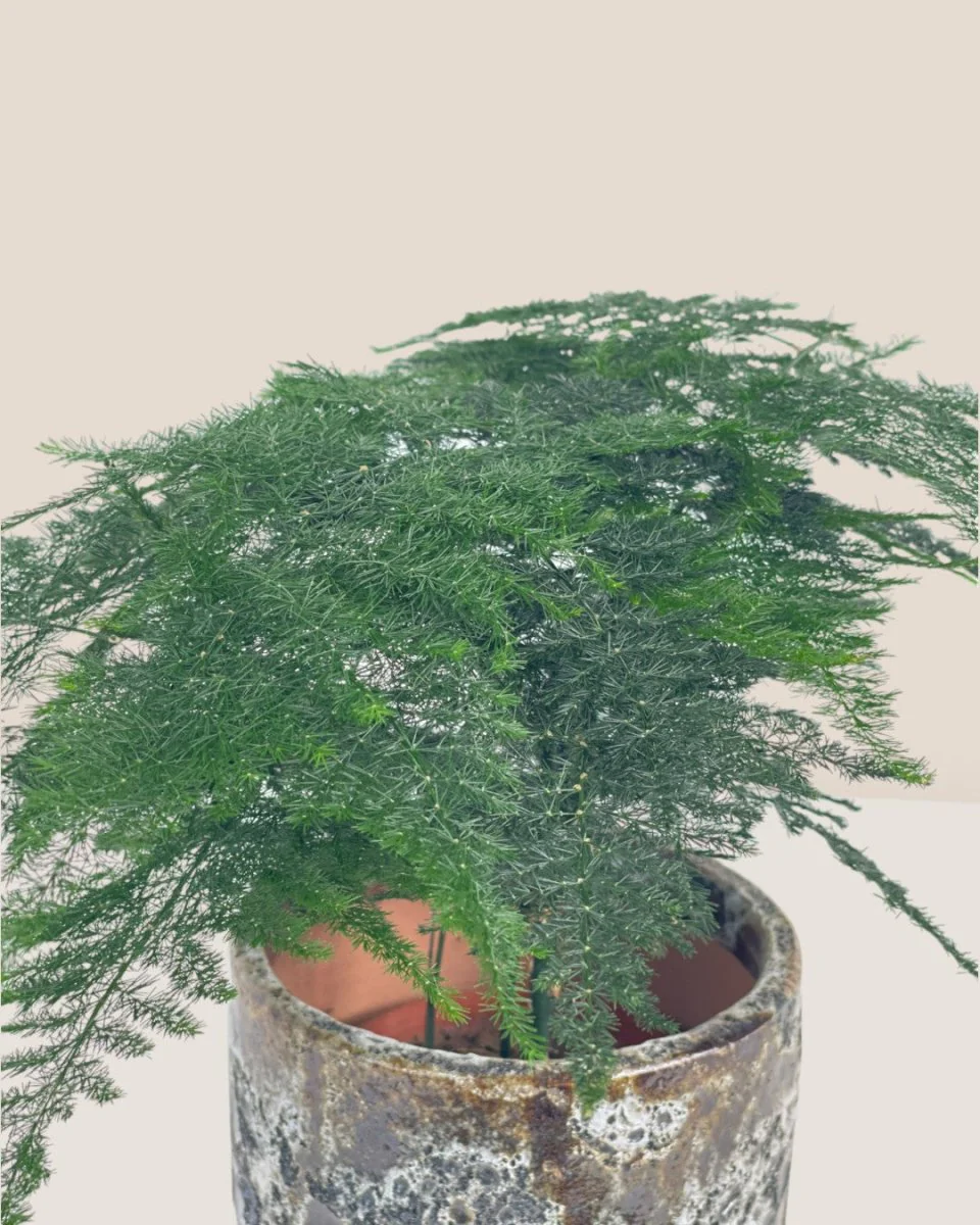 Asparagus Fern Baby (Lace Fern) - Image 9