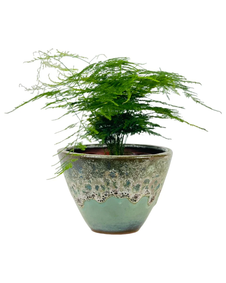Asparagus Fern (Lace Fern)