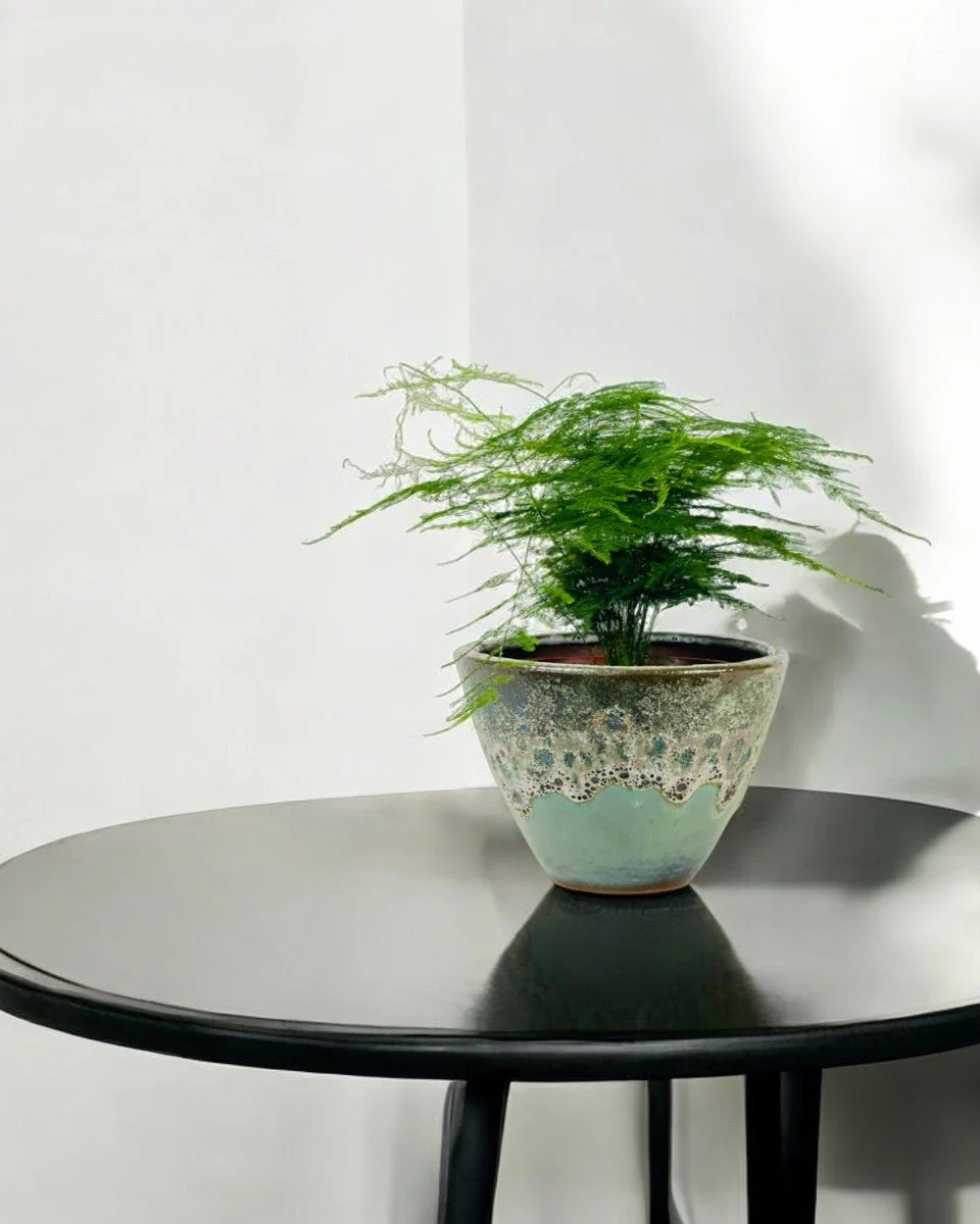 Asparagus Fern (Lace Fern) - Image 2