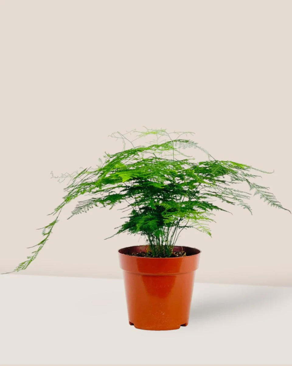 Asparagus Fern (Lace Fern) - Image 3