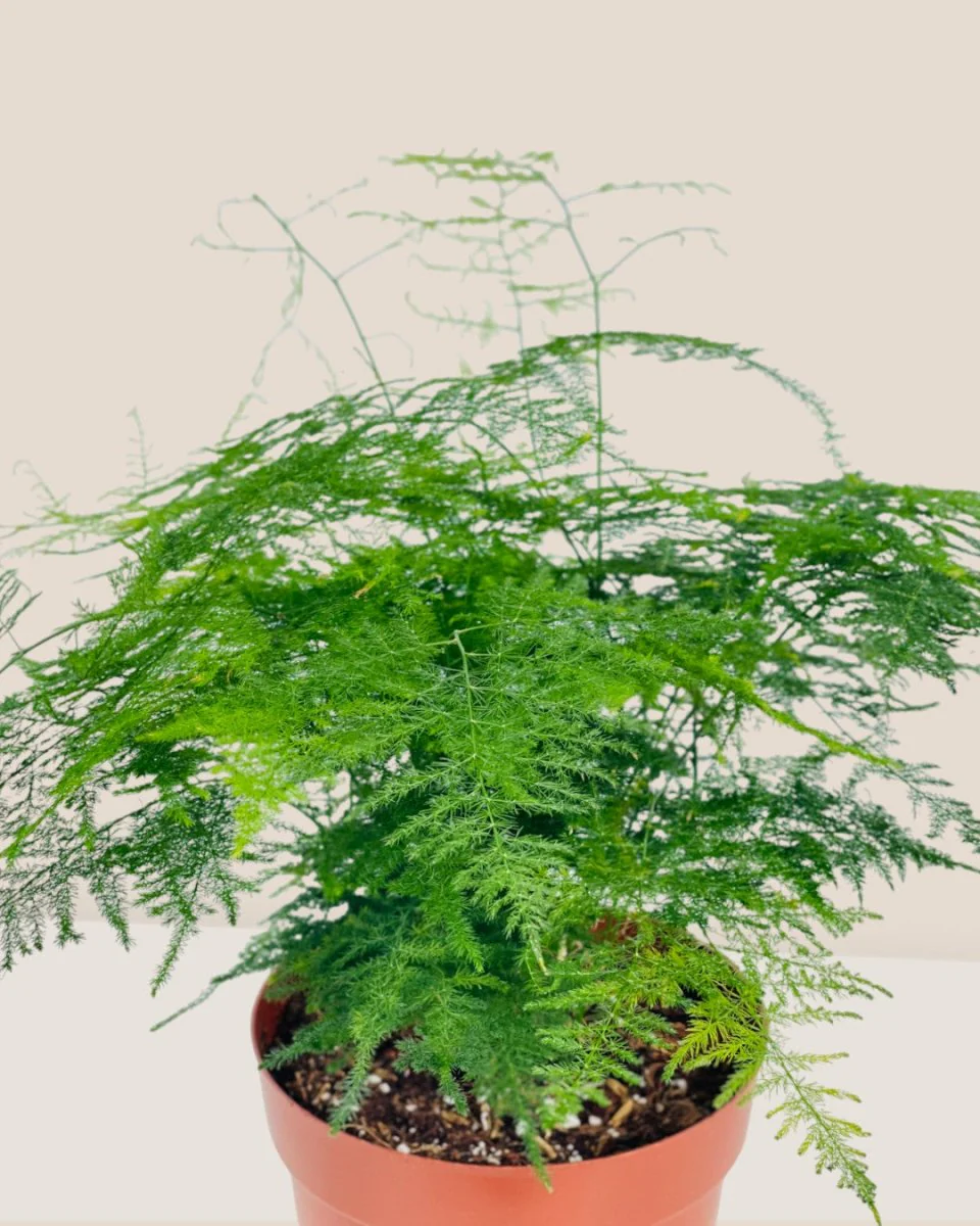 Asparagus Fern (Lace Fern) - Image 4
