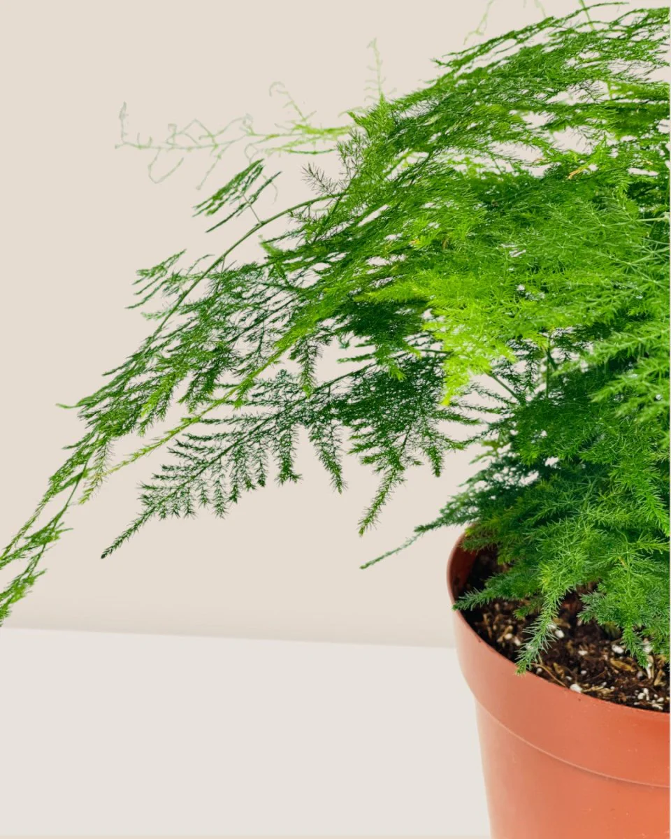 Asparagus Fern (Lace Fern) - Image 5