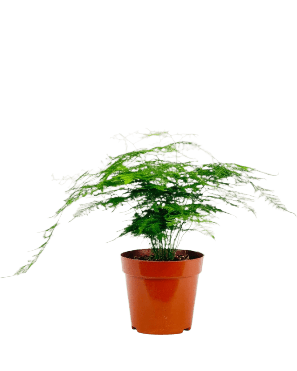 Asparagus Fern (Lace Fern) - Image 6